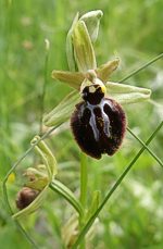 Orchids from around Bosa in Spring